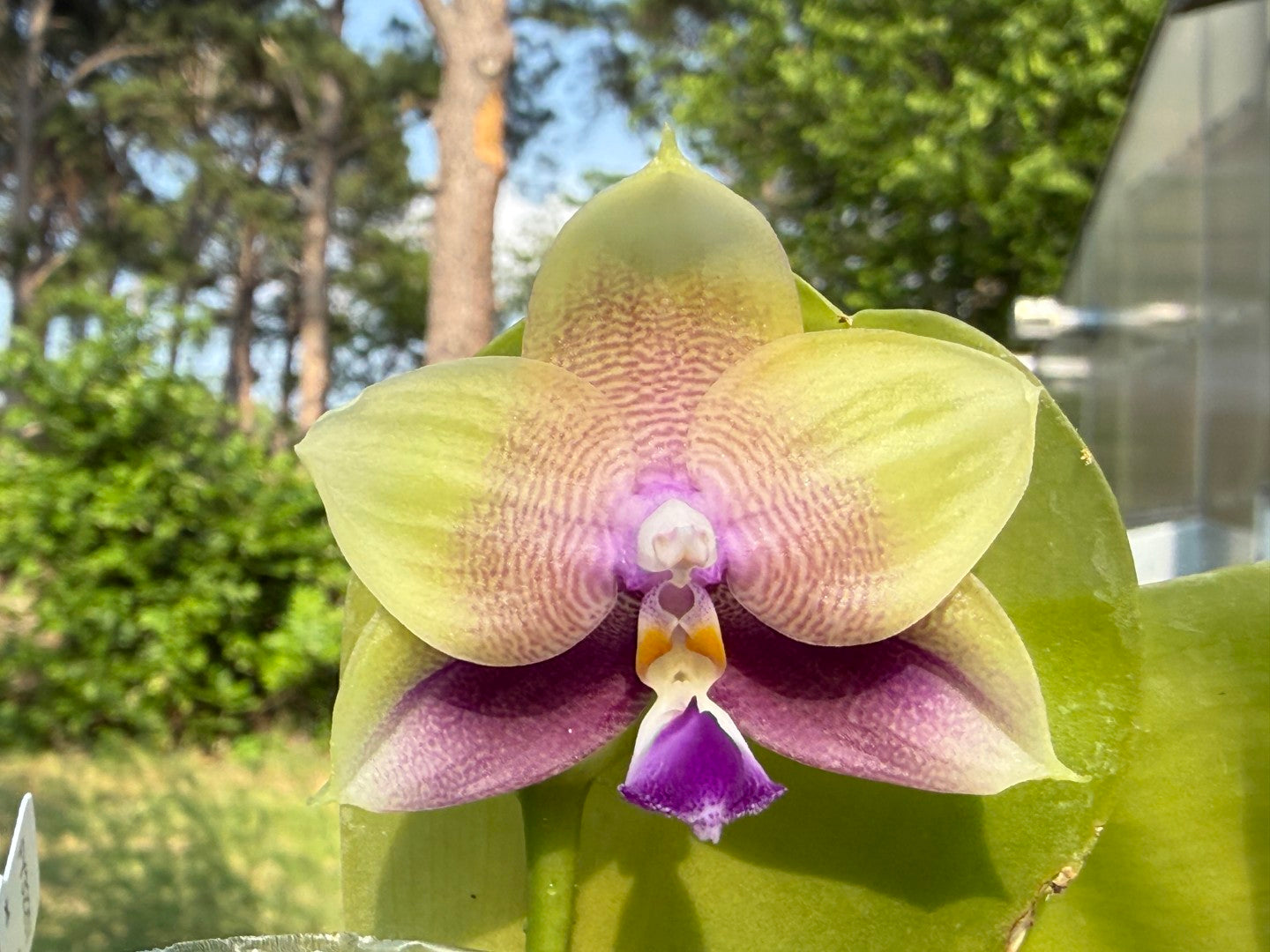 Phalaenopsis Freya's Blue Hawaii 12009 Seed Grown Flowering 2 spikes