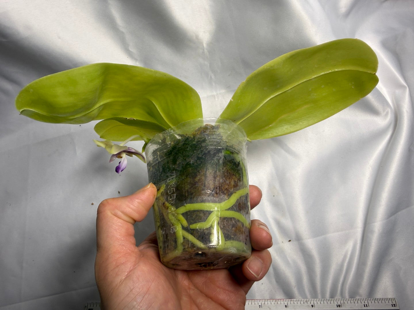 Phalaenopsis Freya's Blue Hawaii 12009 Seed Grown Flowering 2 spikes