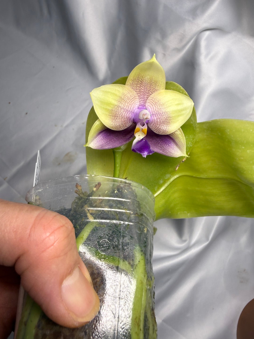Phalaenopsis Freya's Blue Hawaii 12009 Seed Grown Flowering 2 spikes