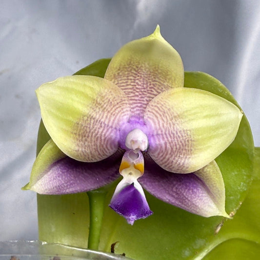 Phalaenopsis Freya's Blue Hawaii 12009 Seed Grown Flowering 2 spikes