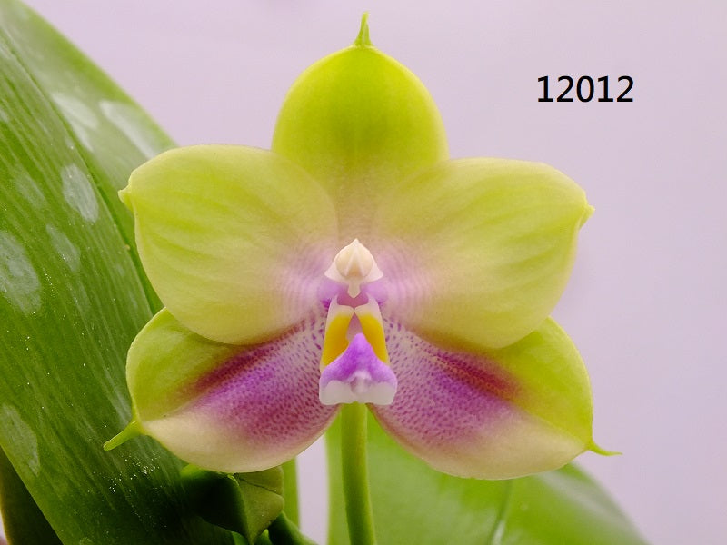 Phalaenopsis Freya's Blue Hawaii 12012