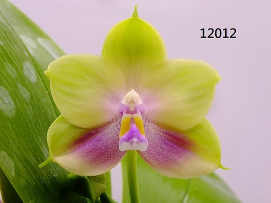 Phalaenopsis Freya's Blue Hawaii 12012