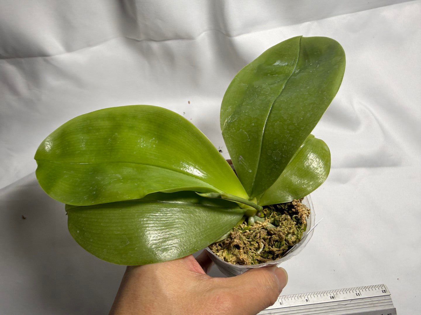 Phalaenopsis Freya's Blue Hawaii 12012