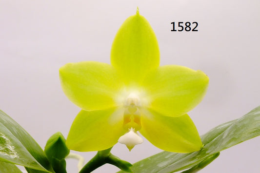 Phalaenopsis Freya's Blue Hawaii 1582 Flowering 3 spikes