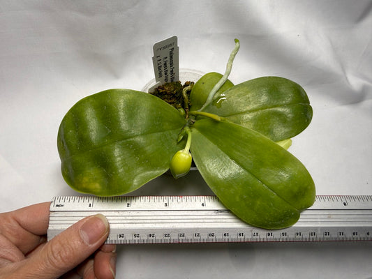 Phalaenopsis Freya's Blue Hawaii 1582 Flowering 3 spikes