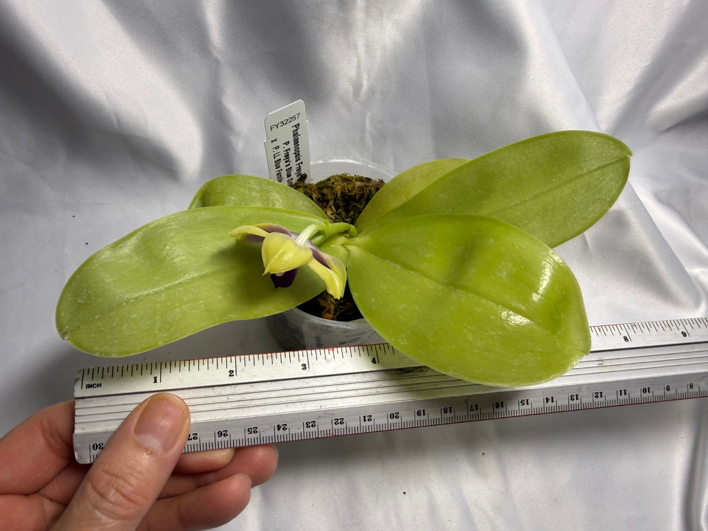 Phalaenopsis Freya's Blue Hawaii 1811 Seed Grown Flowering