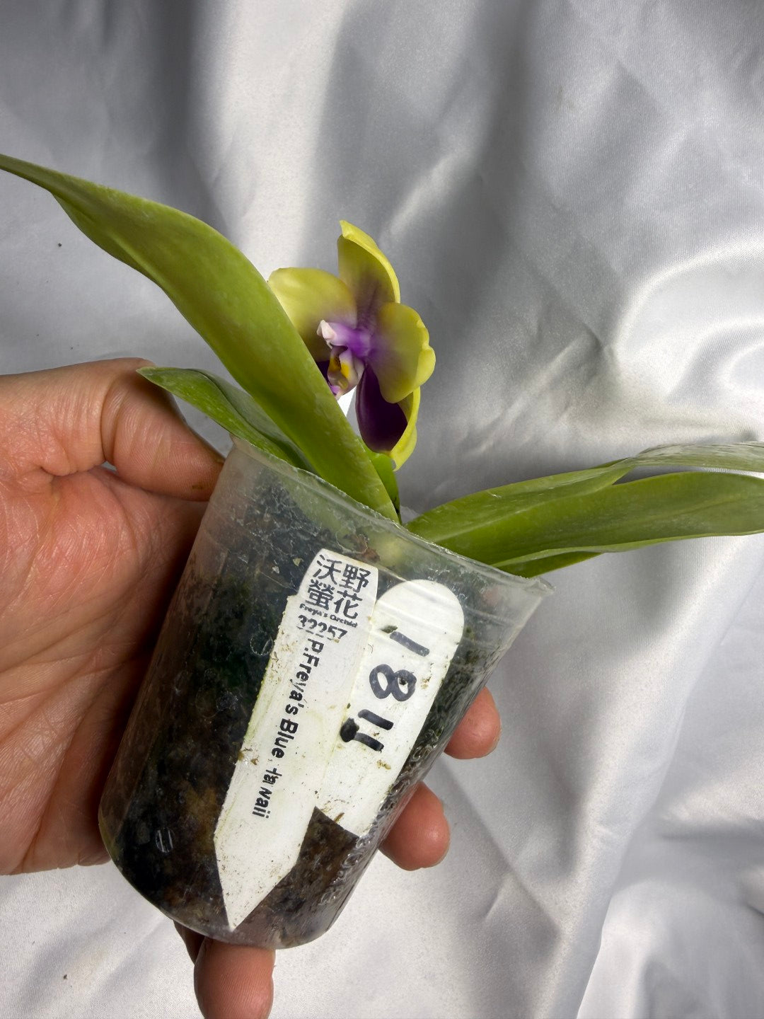 Phalaenopsis Freya's Blue Hawaii 1811 Seed Grown Flowering