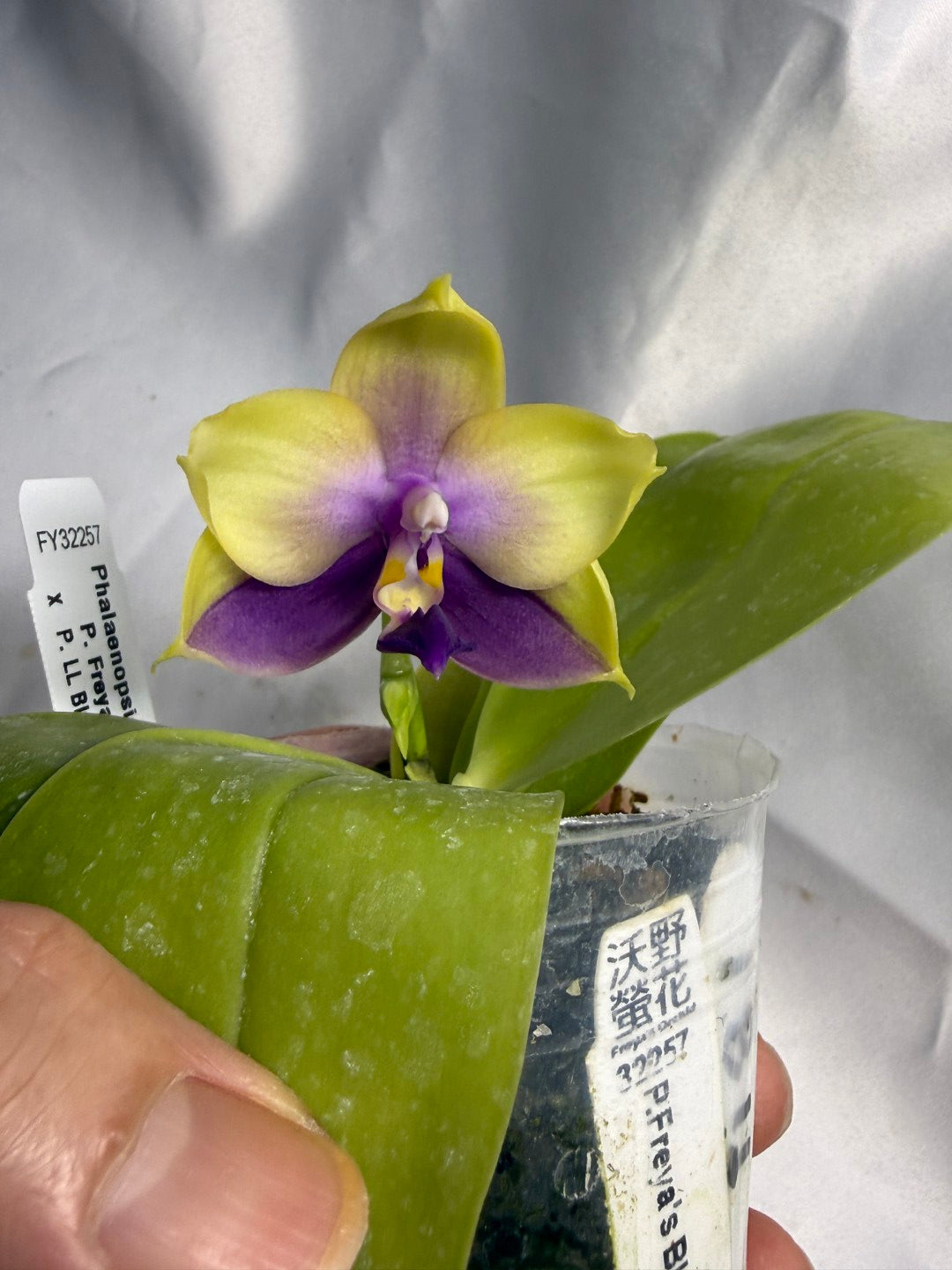 Phalaenopsis Freya's Blue Hawaii 1811 Seed Grown Flowering