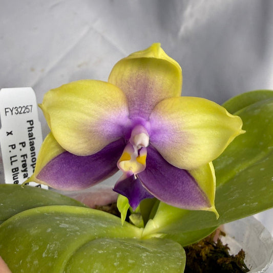 Phalaenopsis Freya's Blue Hawaii 1811 Seed Grown Flowering
