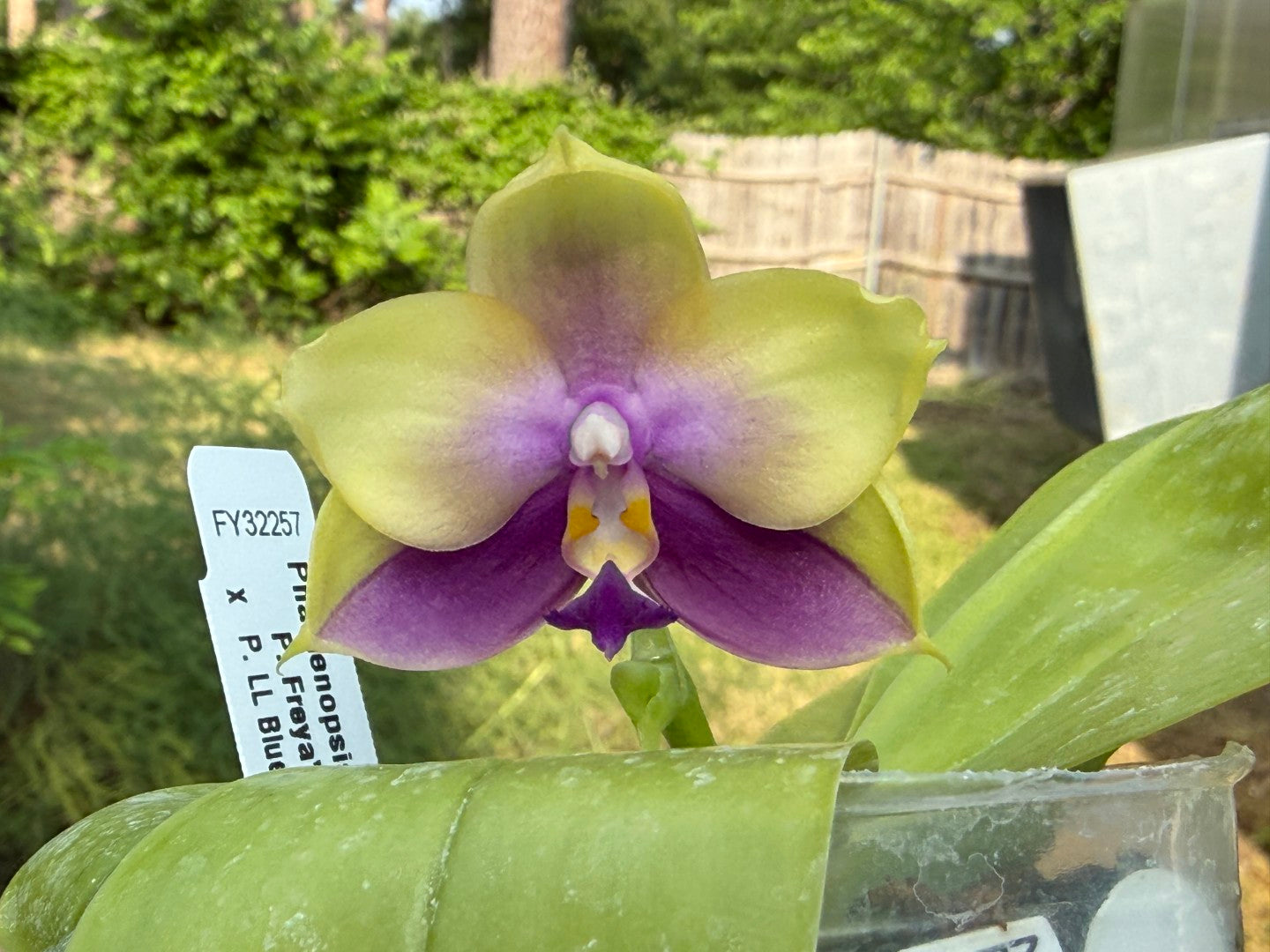 Phalaenopsis Freya's Blue Hawaii 1811 Seed Grown Flowering