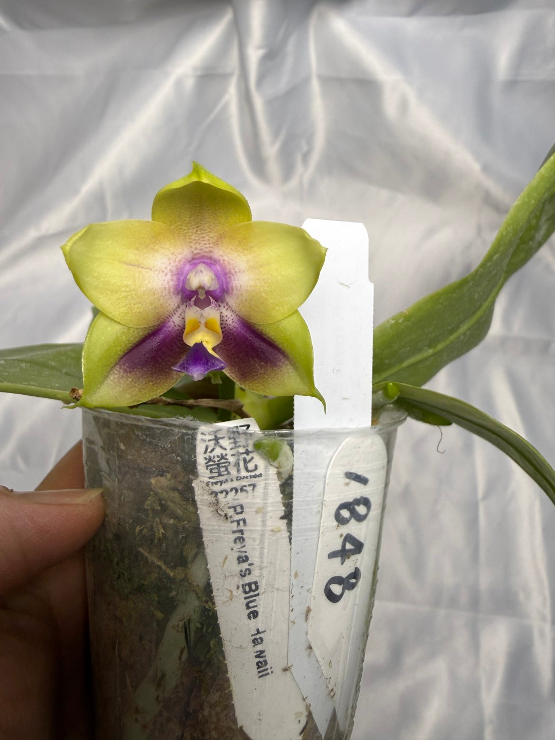 Phalaenopsis Freya's Blue Hawaii 1848 Flowering