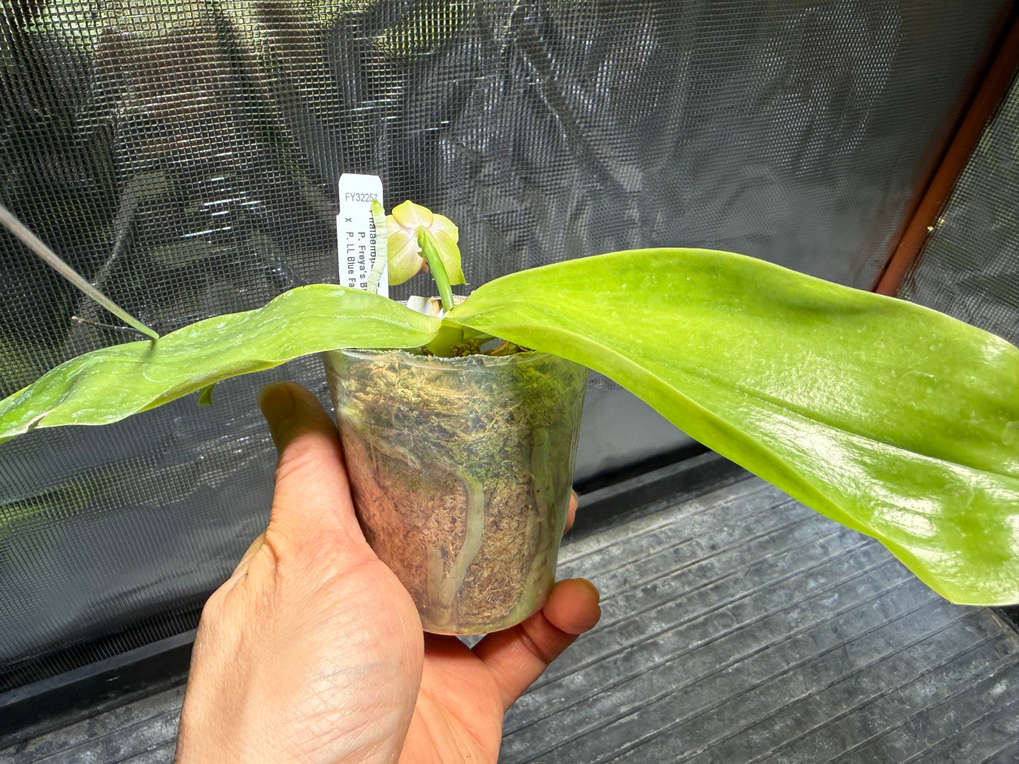 Phalaenopsis Freya's Blue Hawaii 1848 Flowering