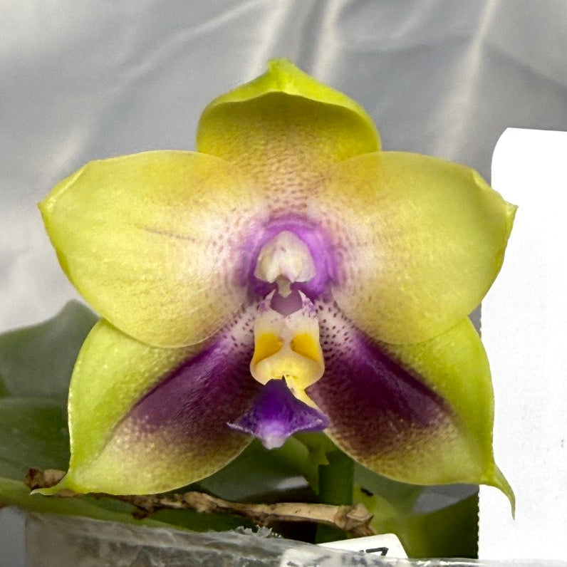 Phalaenopsis Freya's Blue Hawaii 1848 Flowering