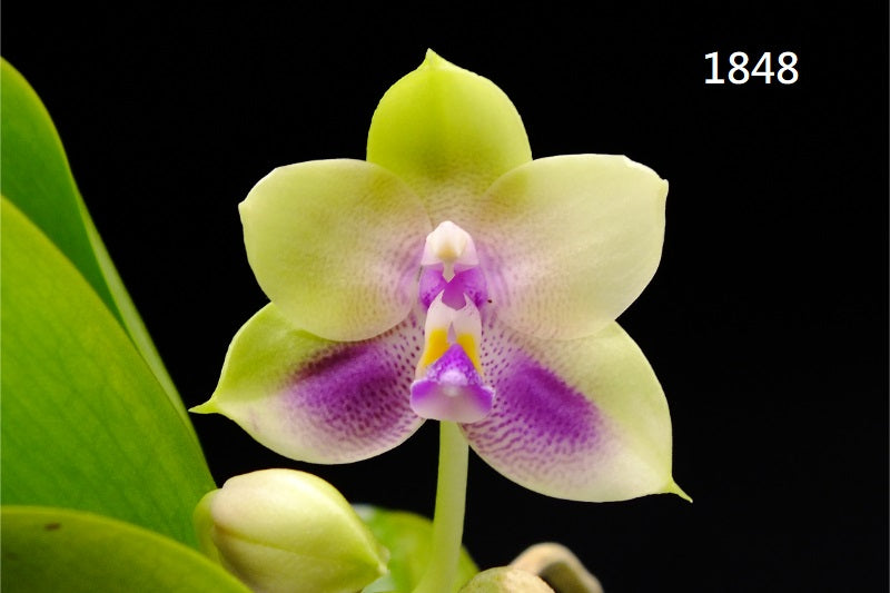 Phalaenopsis Freya's Blue Hawaii 1848 Flowering