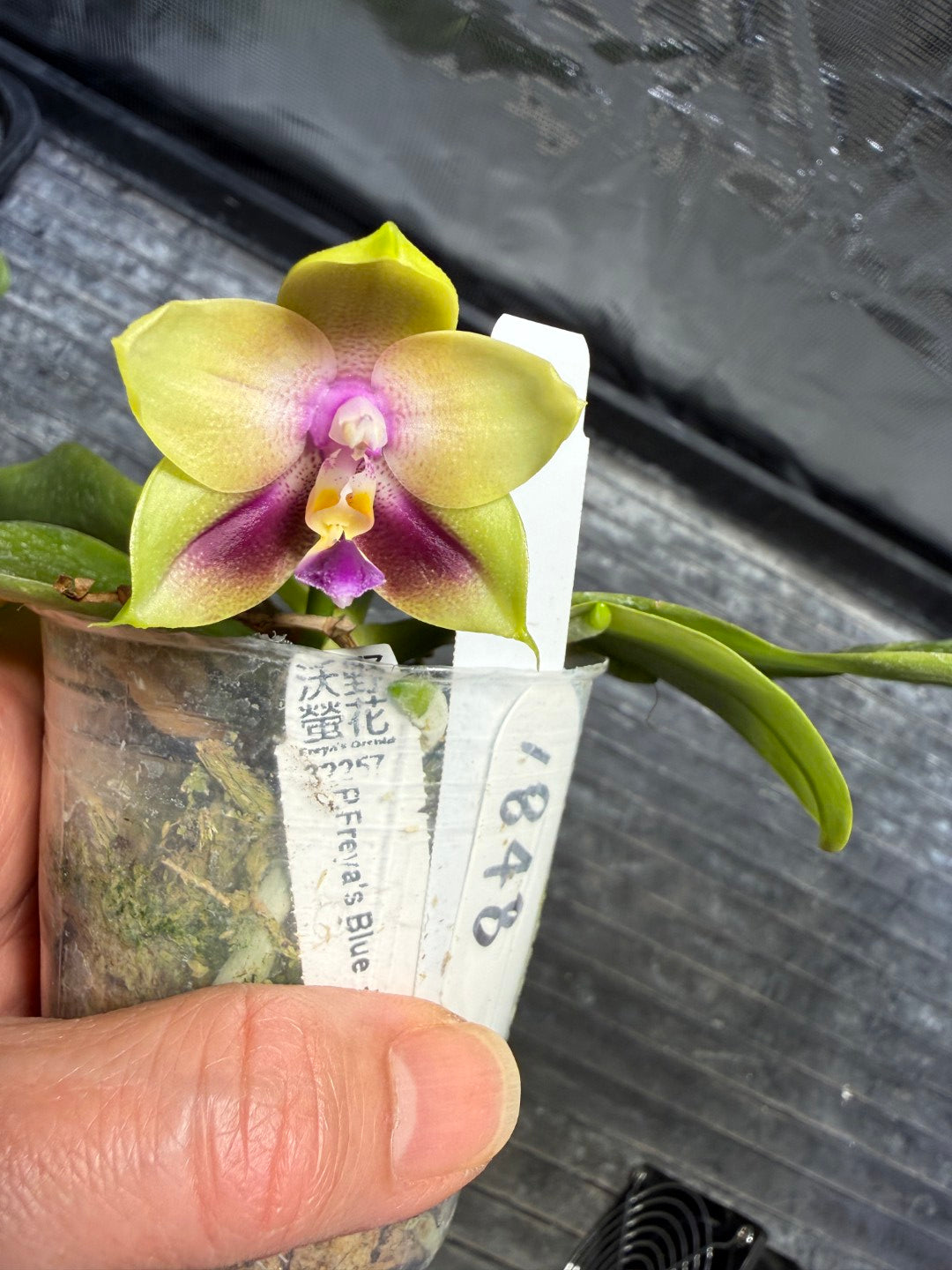 Phalaenopsis Freya's Blue Hawaii 1848 Flowering