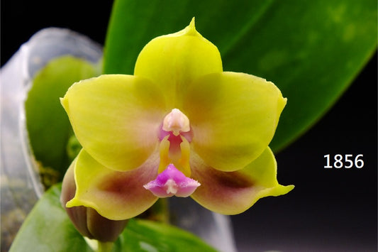 Phalaenopsis Freya's Blue Hawaii 1856 Budding