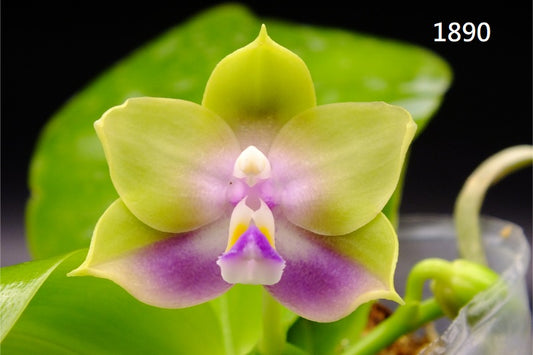 Phalaenopsis Freya's Blue Hawaii 1890 Spiking