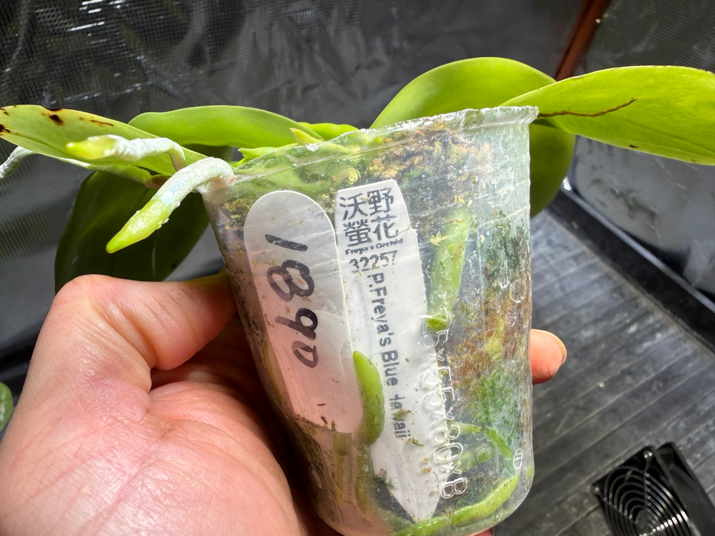 Phalaenopsis Freya's Blue Hawaii 1890 Spiking