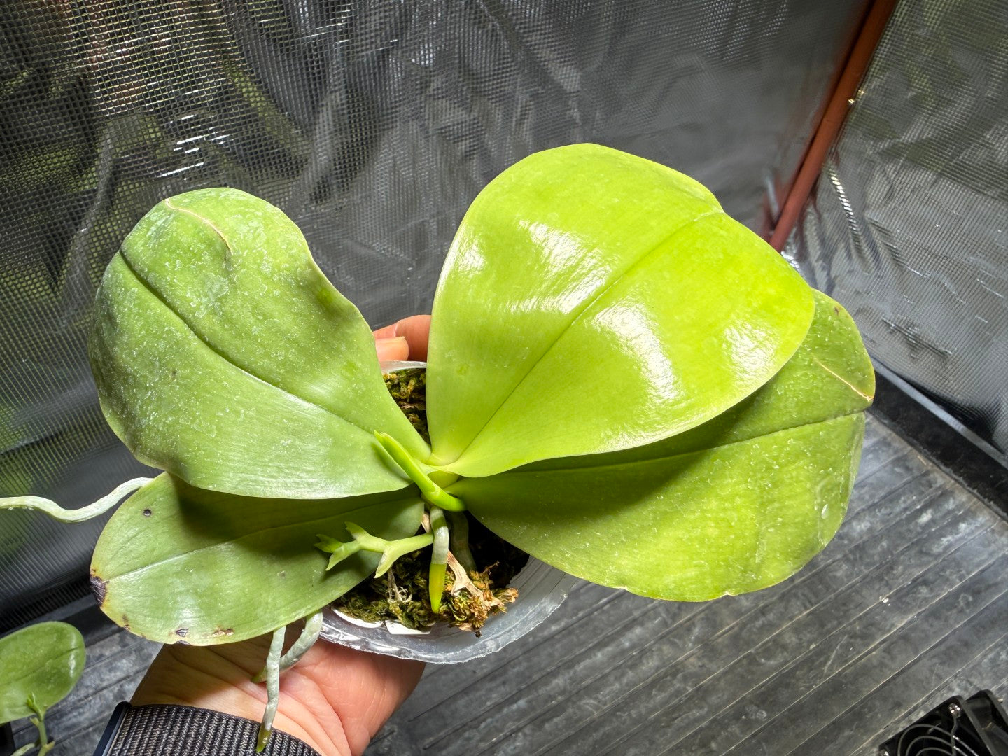 Phalaenopsis Freya's Blue Hawaii 1890 Spiking