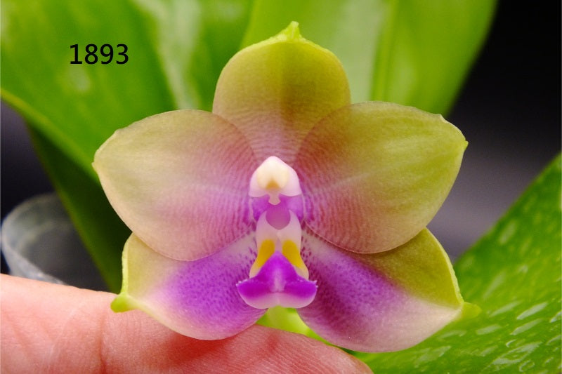 Phalaenopsis Freya's Blue Hawaii 1893