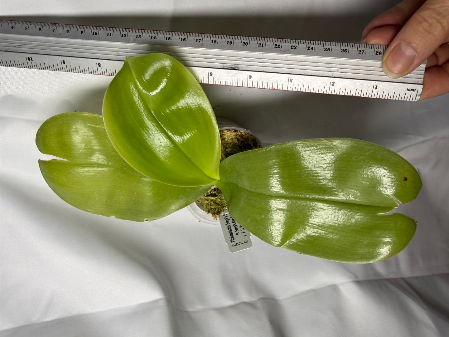 Phalaenopsis Freya's Blue Hawaii 1893