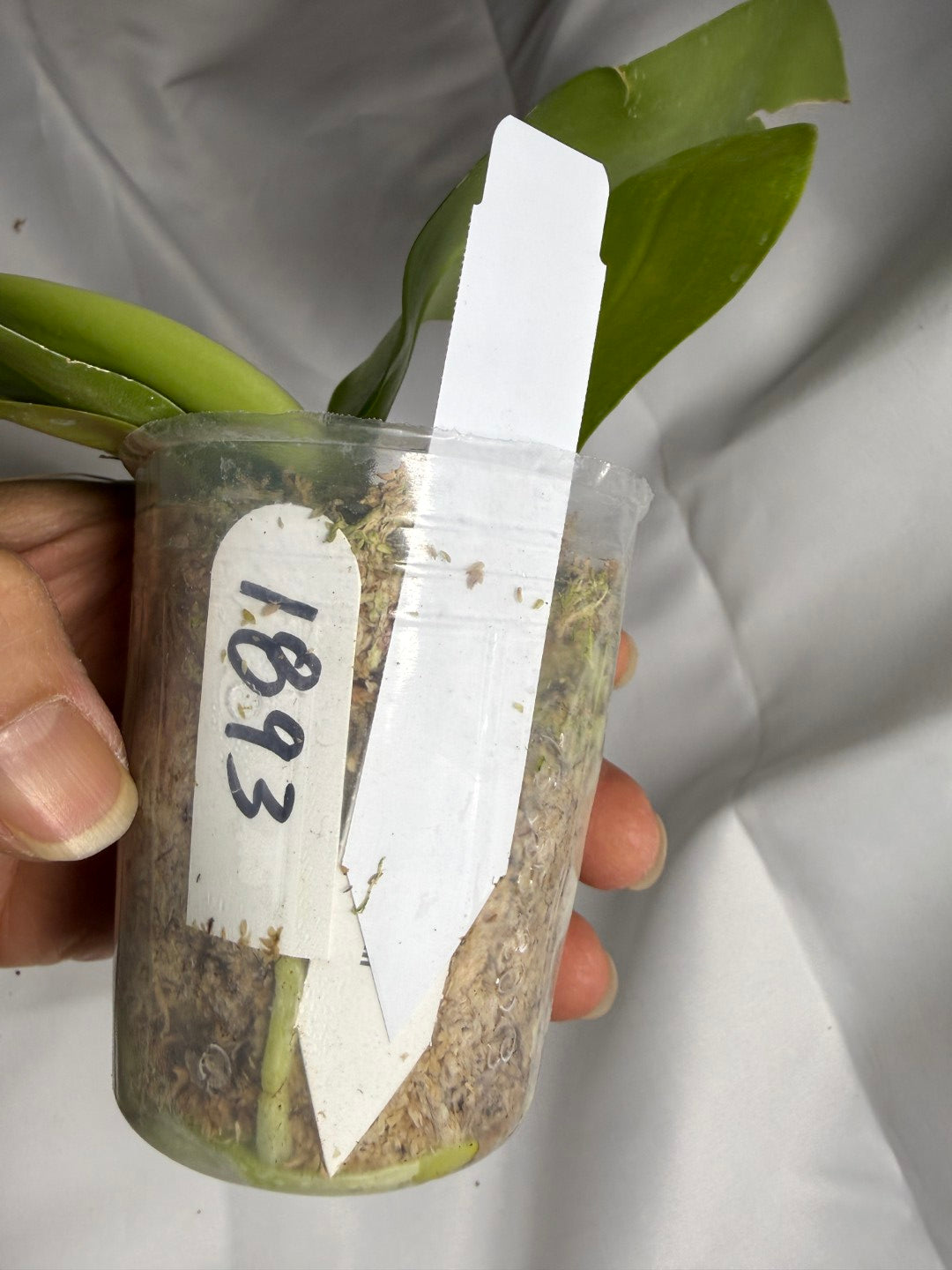 Phalaenopsis Freya's Blue Hawaii 1893