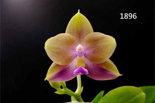 Phalaenopsis Freya's Blue Hawaii 1896