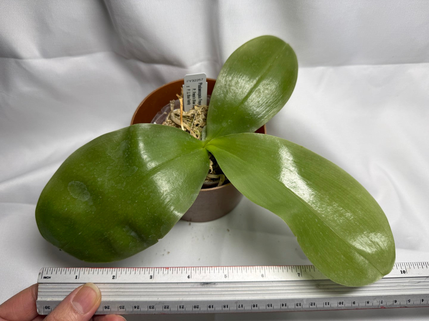 Phalaenopsis Freya's Blue Hawaii 1896