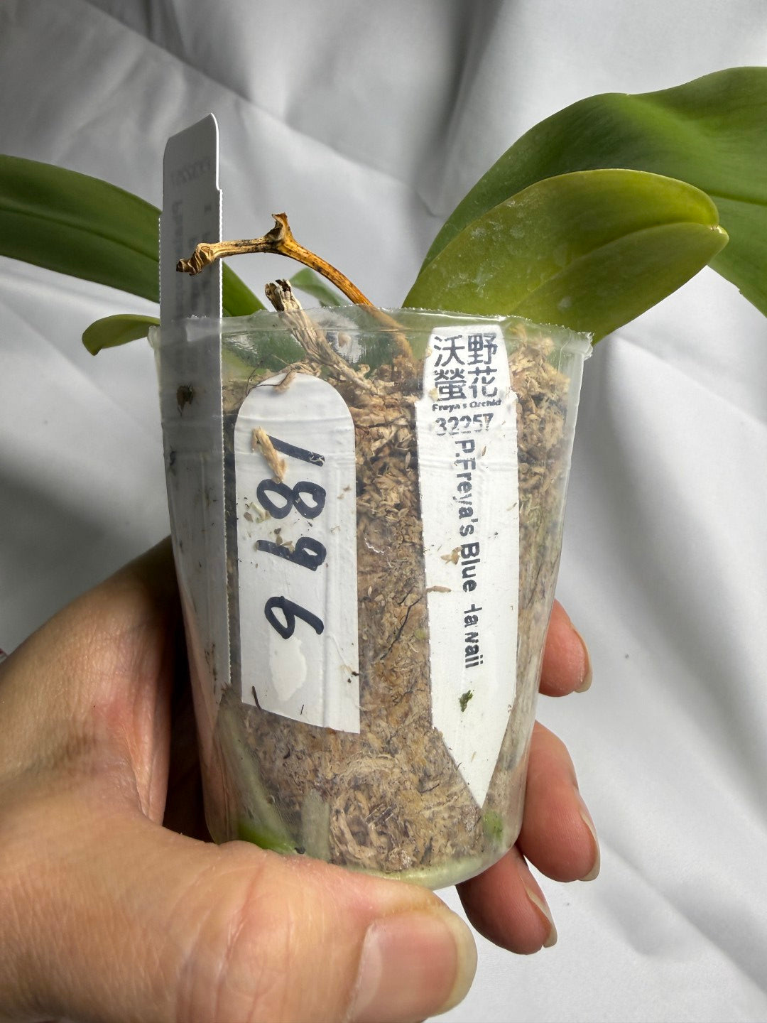 Phalaenopsis Freya's Blue Hawaii 1896