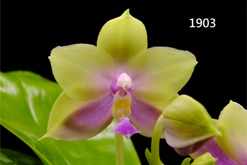 Phalaenopsis Freya's Blue Hawaii 1903