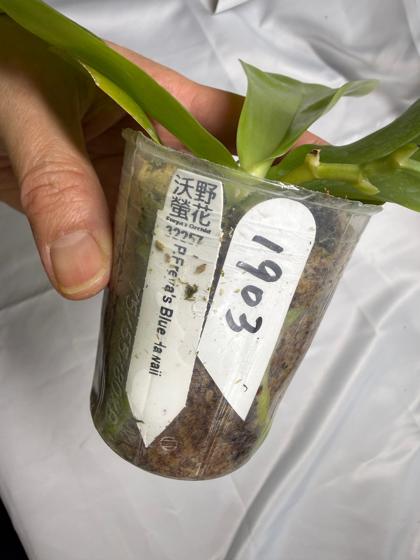 Phalaenopsis Freya's Blue Hawaii 1903