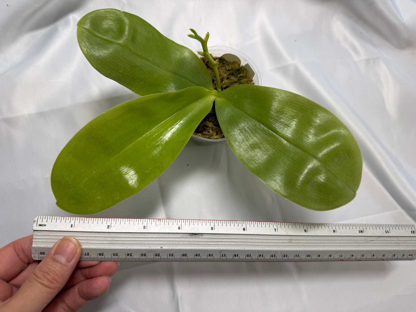 Phalaenopsis Freya's Blue Hawaii 1903