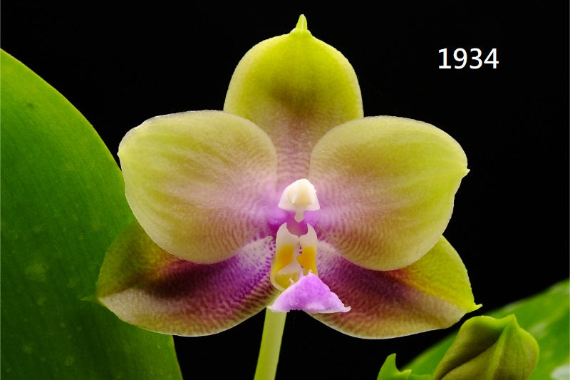 Phalaenopsis Freya's Blue Hawaii 1934