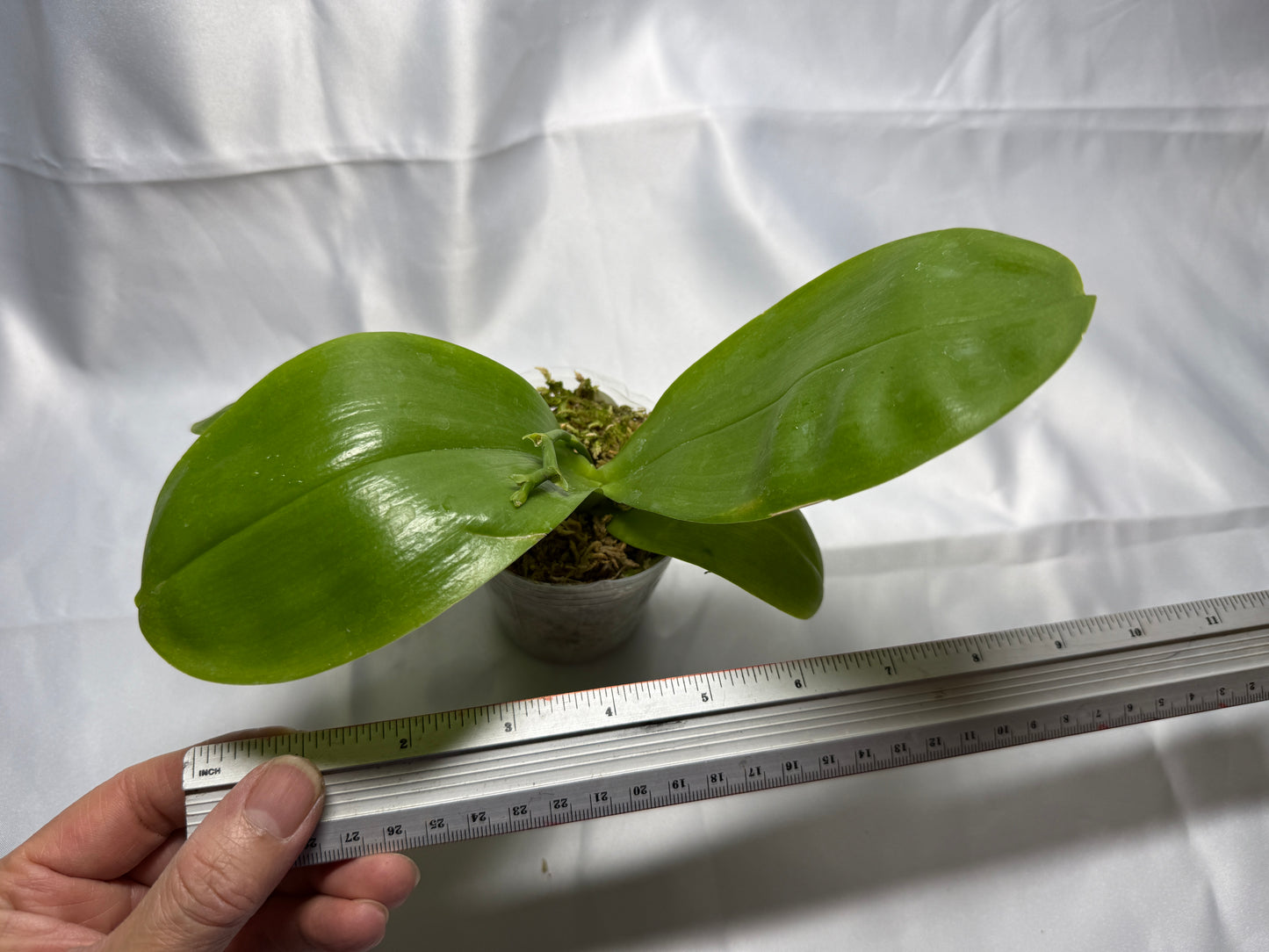 Phalaenopsis Freya's Blue Hawaii 1934