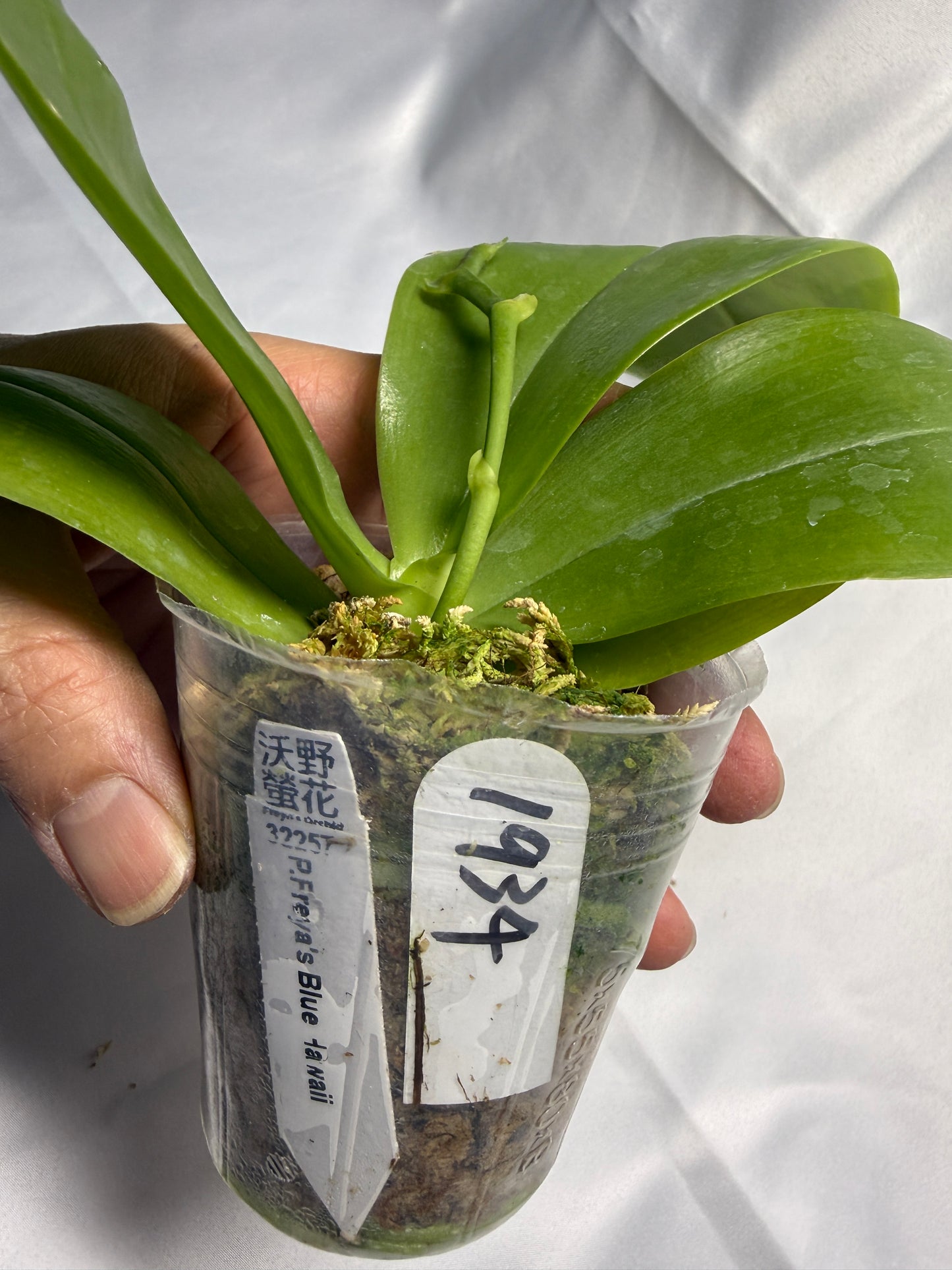 Phalaenopsis Freya's Blue Hawaii 1934