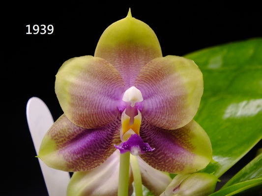 Phalaenopsis Freya's Blue Hawaii 1939