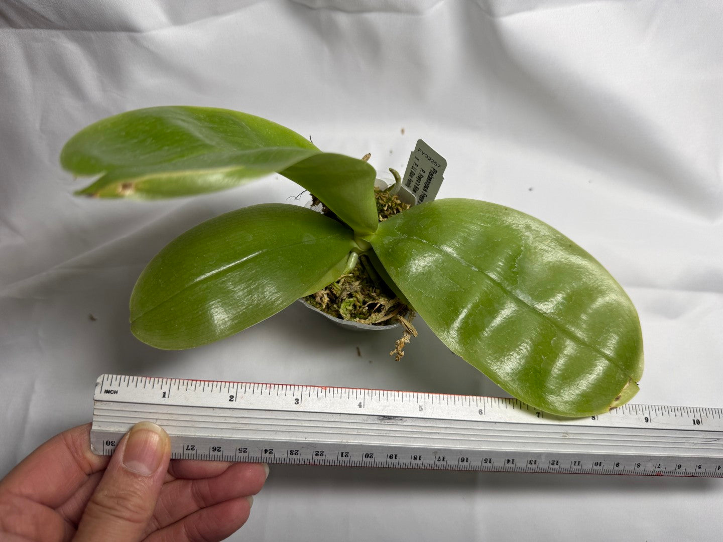 Phalaenopsis Freya's Blue Hawaii 1939