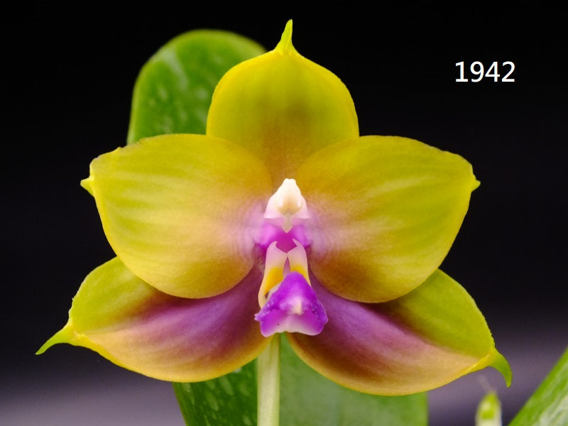 November 2025 – Big Leaf Orchids