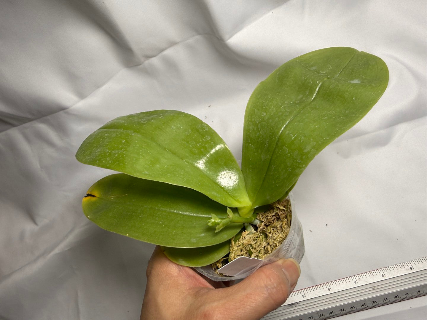 Phalaenopsis Freya's Blue Hawaii 1942