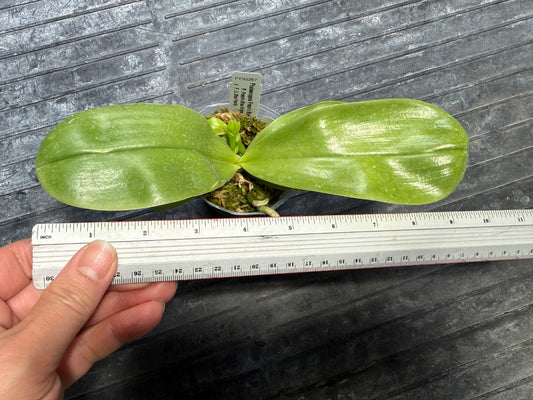 Phalaenopsis Freya's Blue Hawaii 1945 Budding