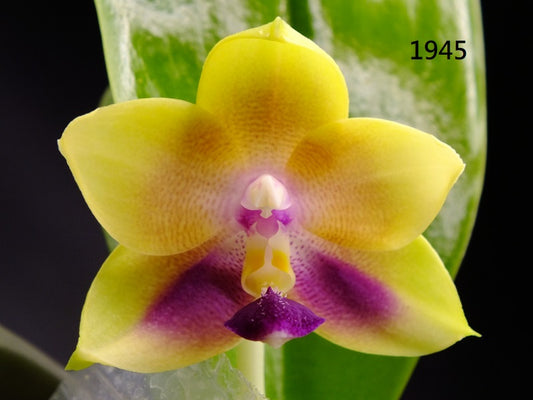 Phalaenopsis Freya's Blue Hawaii 1945 Budding