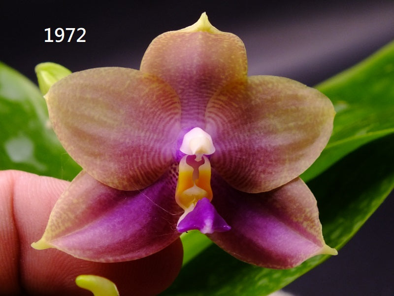 Phalaenopsis Freya's Blue Hawaii 1972