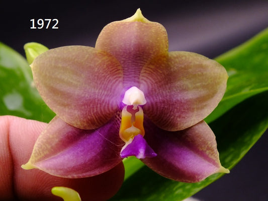 Phalaenopsis Freya's Blue Hawaii 1972