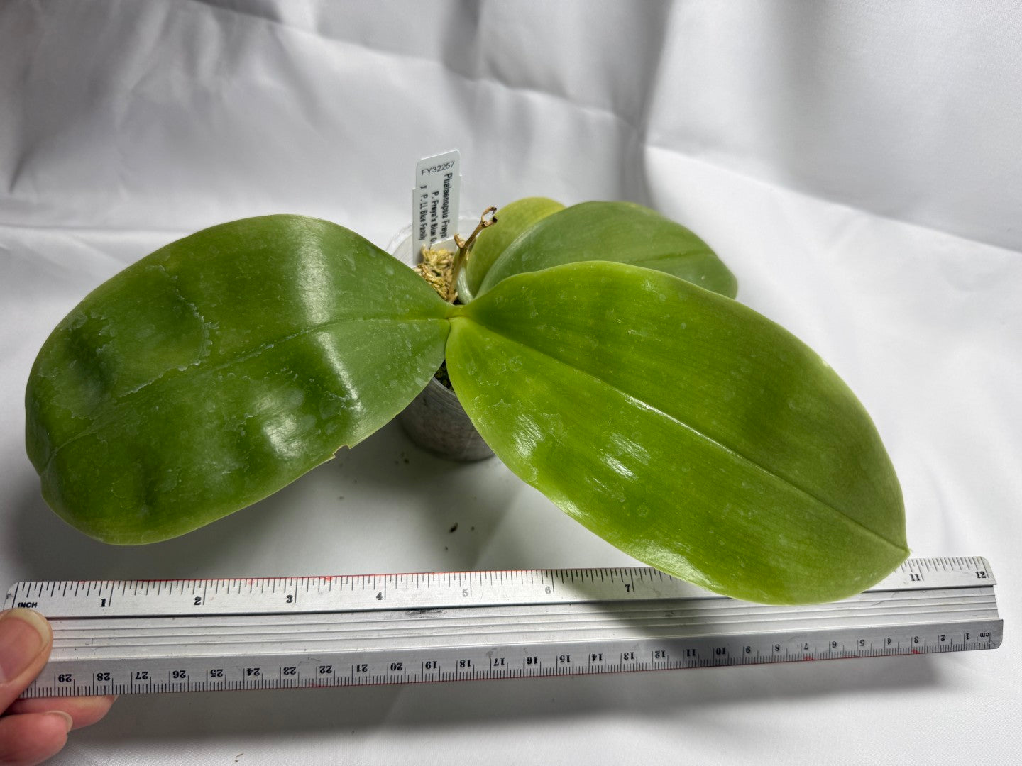 Phalaenopsis Freya's Blue Hawaii 1972