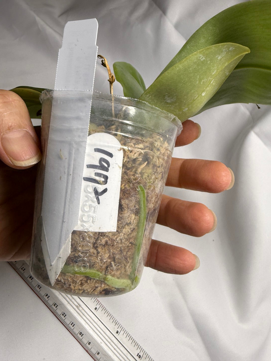 Phalaenopsis Freya's Blue Hawaii 1972