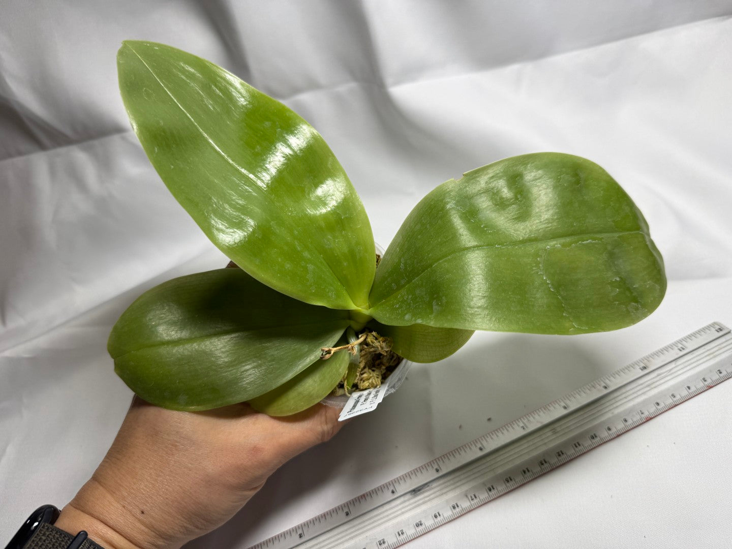 Phalaenopsis Freya's Blue Hawaii 1972