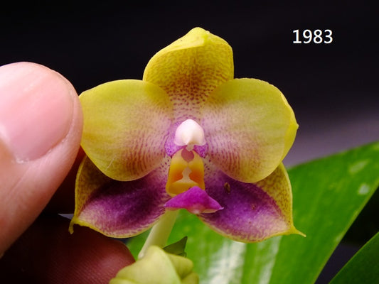 Phalaenopsis Freya's Blue Hawaii 1983