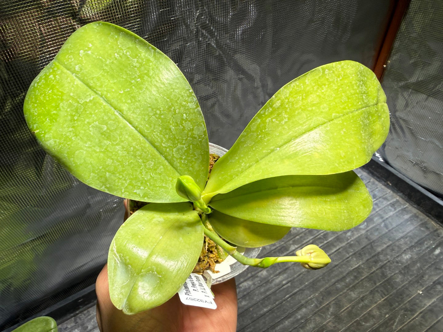 Phalaenopsis Freya's Blue Hawaii 1983 Budding