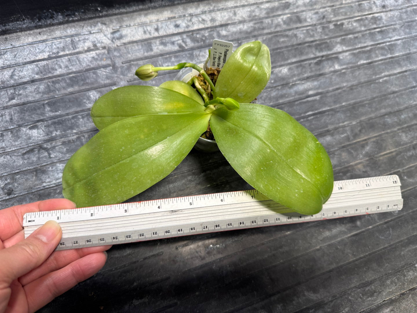 Phalaenopsis Freya's Blue Hawaii 1983 Budding