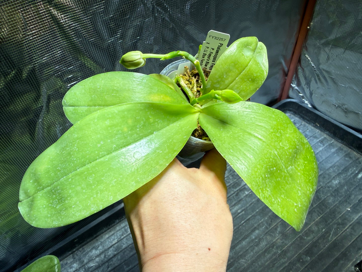 Phalaenopsis Freya's Blue Hawaii 1983 Budding